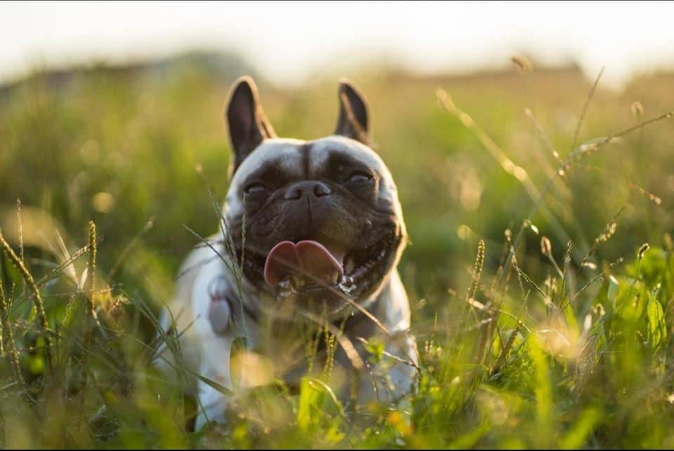   Cislago, un servizio fotografico professionale per cani per raccogliere fondi per gli animali abbandonati