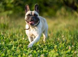   Cislago, un servizio fotografico professionale per cani per raccogliere fondi per gli animali abbandonati