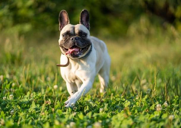 Cislago, un servizio fotografico professionale per cani per raccogliere fondi per gli animali abbandonati