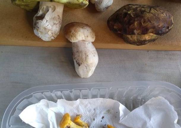 Funghi dalla Val Vigezzo