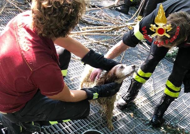 Cane robecco sul naviglio 