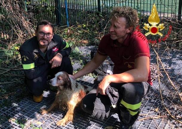 Cane robecco sul naviglio 