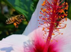 l'impollinazione nei giardini di Villa taranto - foto di Cristina Vanetti