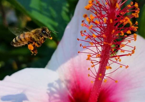 l'impollinazione nei giardini di Villa taranto - foto di Cristina Vanetti