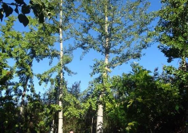 Lavori in via Veratti per il nuovo ginkgo biloba
