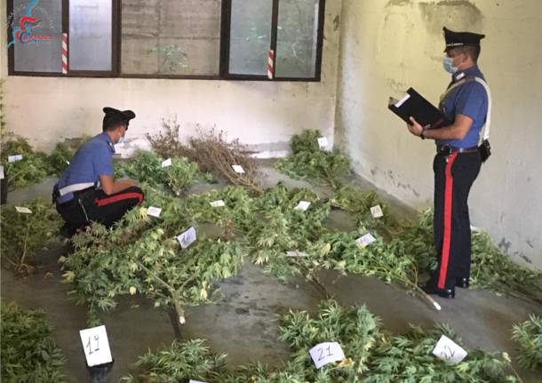 In casa 26 piante alte 2 metri: maxi piantagione di canapa indiana a Limido Comasco