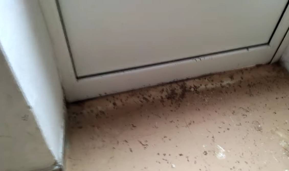 Sporcizia e ritardi alla scuola di Nerviano