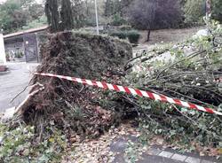 Varese, Alberi caduti per il maltempo a Bizzozero