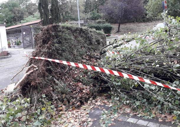 Varese, alberi caduti per il maltempo a Bizzozero