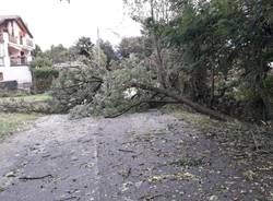 Varese, Alberi caduti per il maltempo a Bizzozero