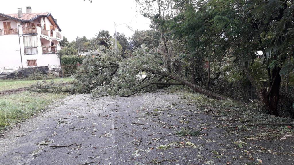 Varese, Alberi caduti per il maltempo a Bizzozero