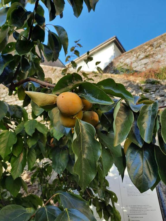 Albero Cachi