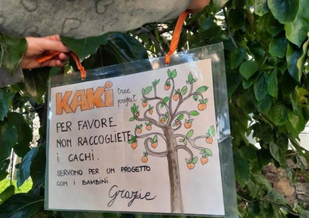 L’albero di Kaki è un simbolo della pace, i bambini: “Non raccogliete i frutti”