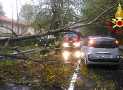 Albero cade su una macchina a Mornago