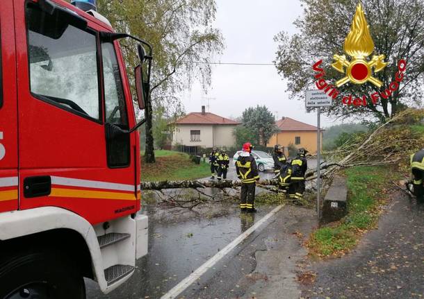 albero caduto sesto calende