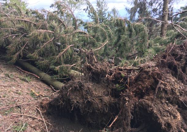 Alberi caduti al Campo dei Fiori
