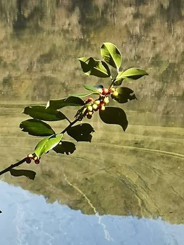 Colori e rifelssi sul lago di Ghirla