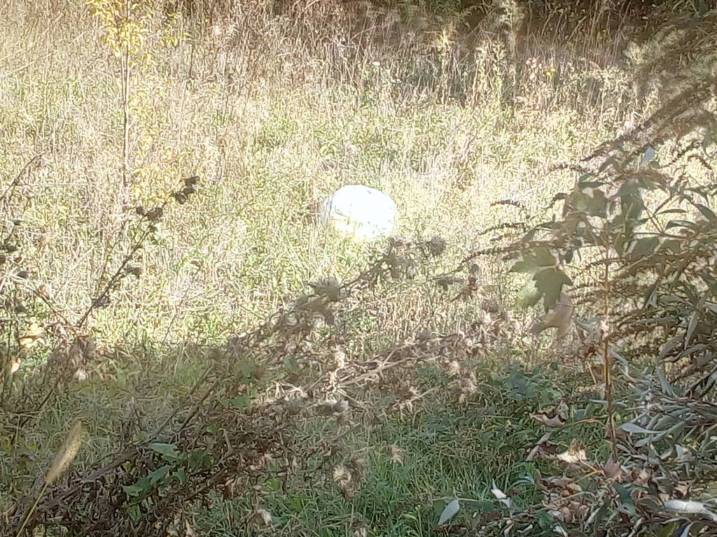 Ex parcheggio Via Sebenico, la foresta/discarica avanza!!!