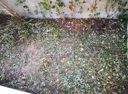 \"Puliamo il mondo\" a Castronno 10 Ottobre 2020