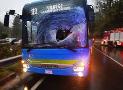 Cervo contro autobus in Valganna