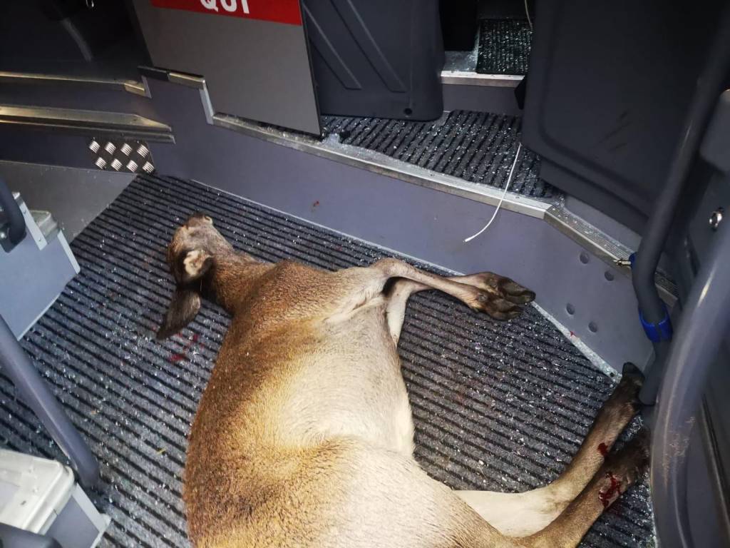 Cervo contro autobus in Valganna