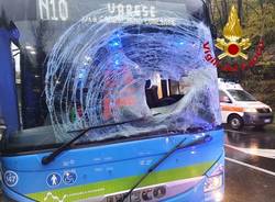 Cervo contro autobus in Valganna