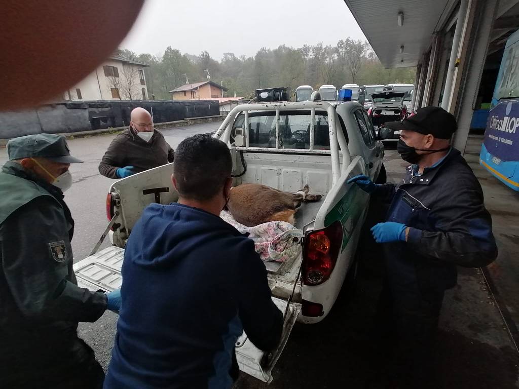 Valganna, le cure alla cerva ferita nell\'incidente stradale