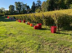 Casciago - Vendemmia alla tenuta Cassiciacum