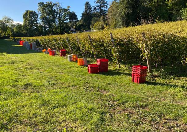 La vendemmia a Casciago