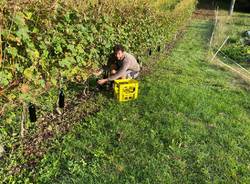 Casciago - Vendemmia alla tenuta Cassiciacum
