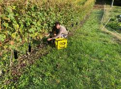 Casciago - Vendemmia alla tenuta Cassiciacum