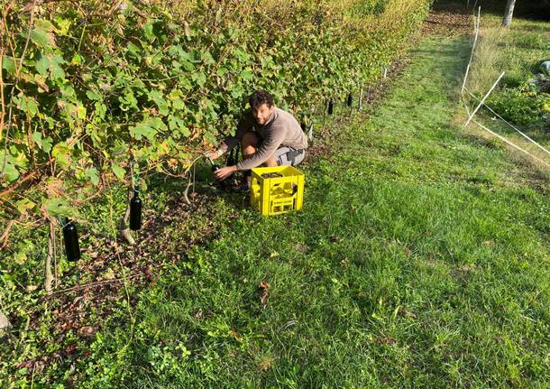 Casciago - Vendemmia alla tenuta Cassiciacum