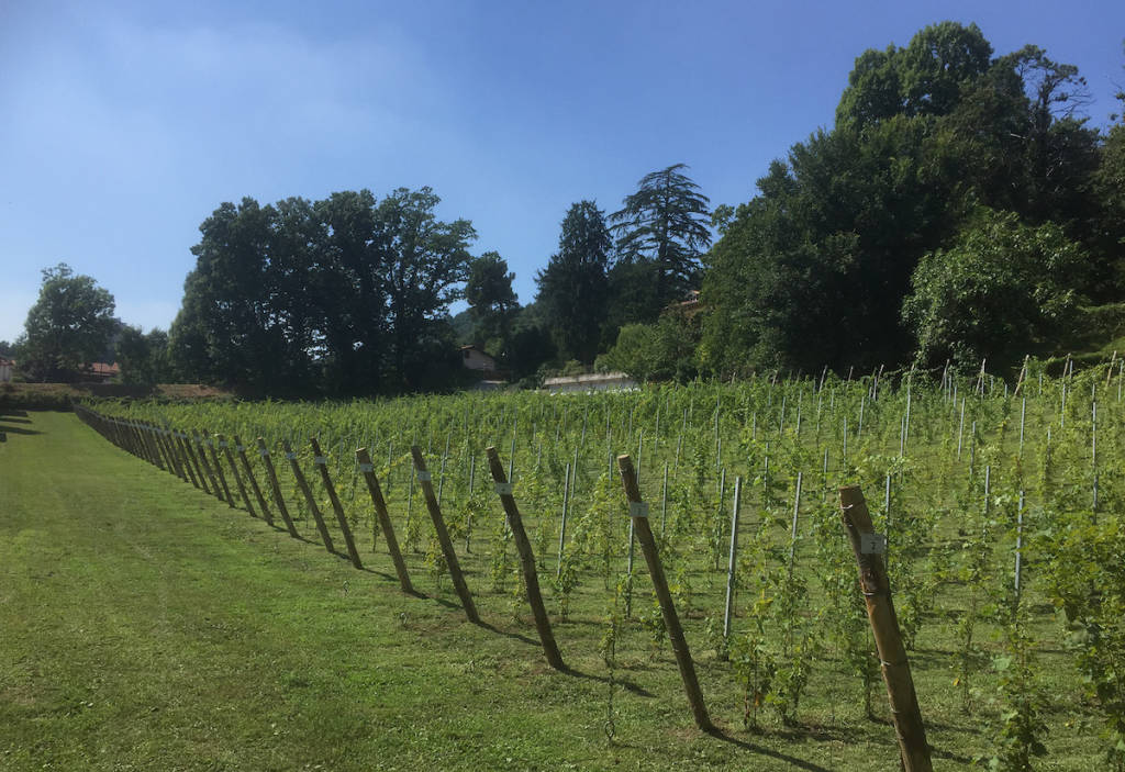 Casciago - Vendemmia alla tenuta Cassiciacum