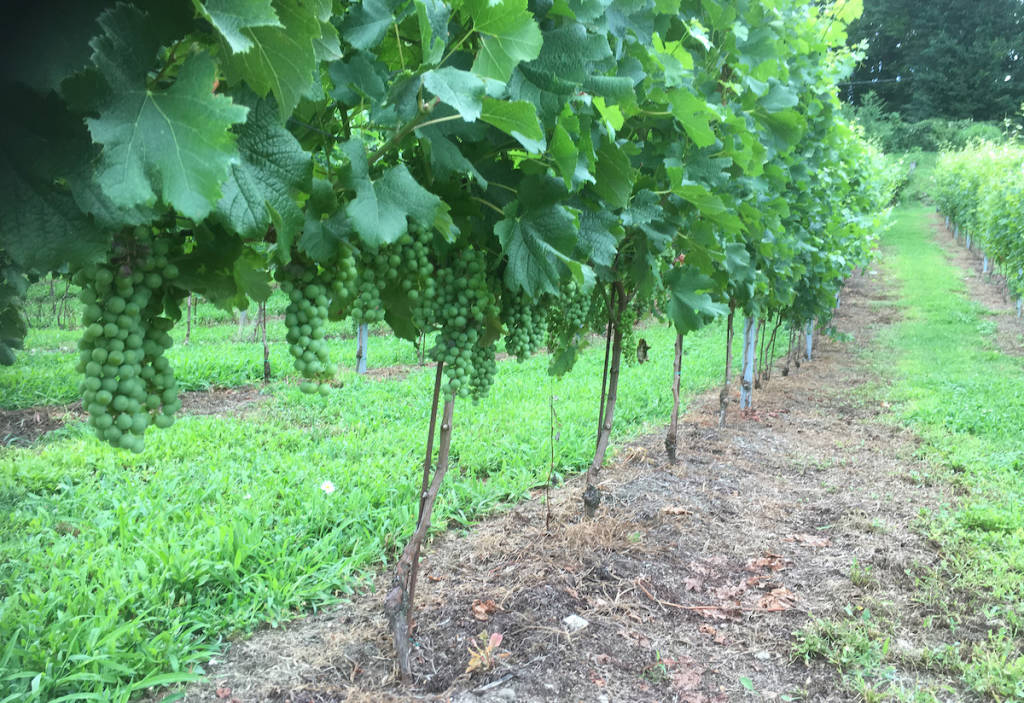 Casciago - Vendemmia alla tenuta Cassiciacum