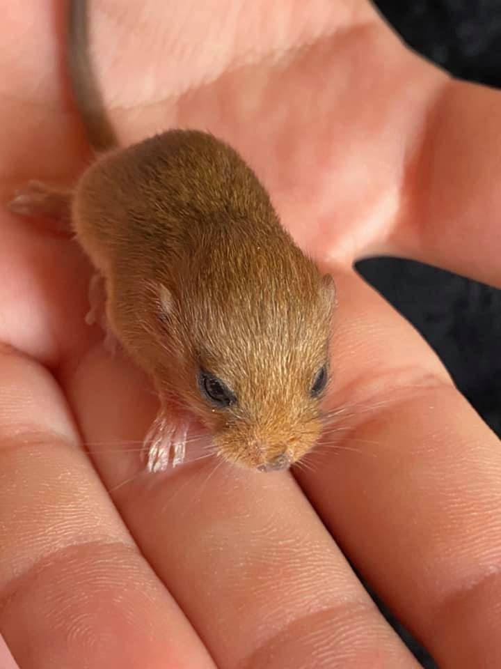 Cuccioli di ghiro 