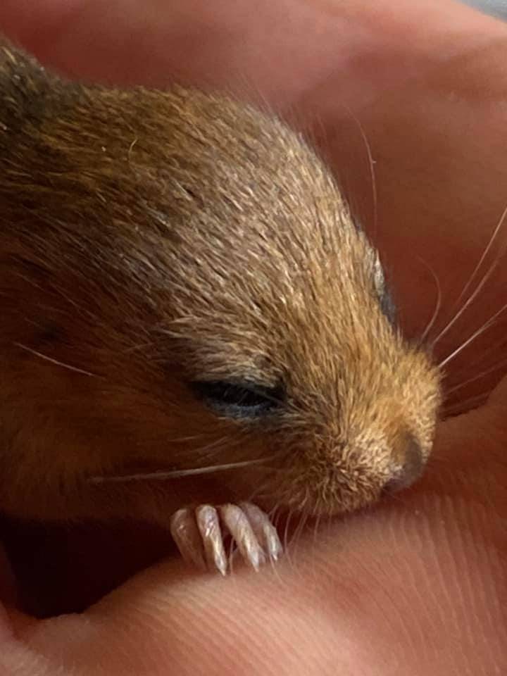 Cuccioli di ghiro 