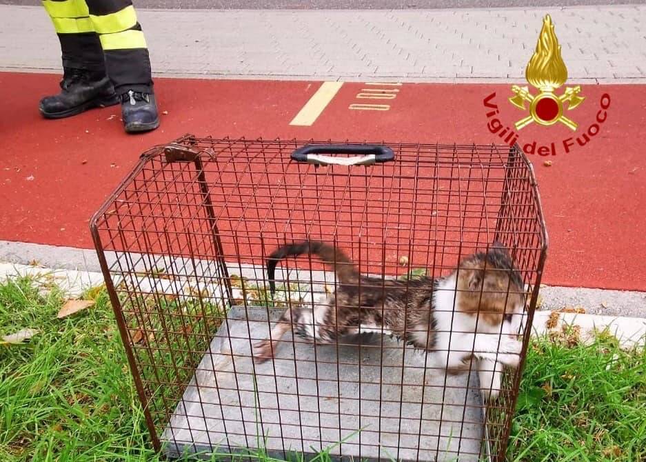 gatto intrappolato salvato dai vigili del fuoco