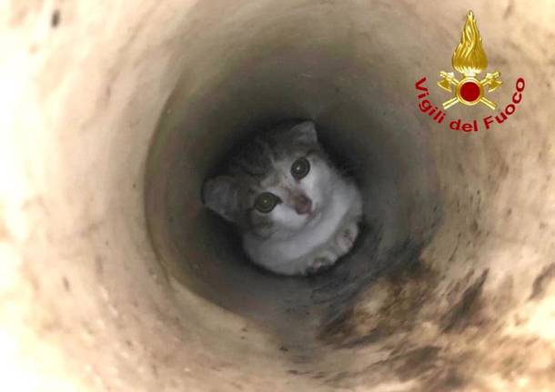 gatto intrappolato salvato dai vigili del fuoco