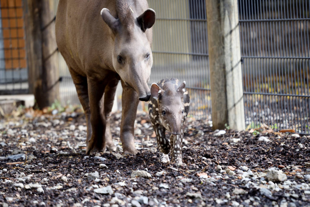 Ibis e cuccioli di tapiro e alpaca alle cornelle