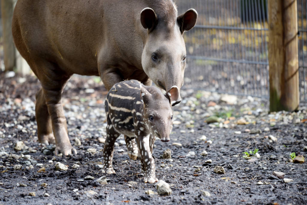 Ibis e cuccioli di tapiro e alpaca alle cornelle