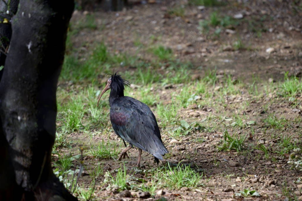 Ibis e cuccioli di tapiro e alpaca alle cornelle