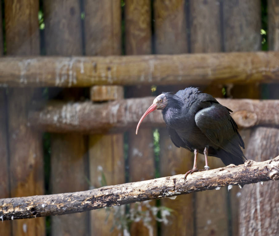 Ibis e cuccioli di tapiro e alpaca alle cornelle