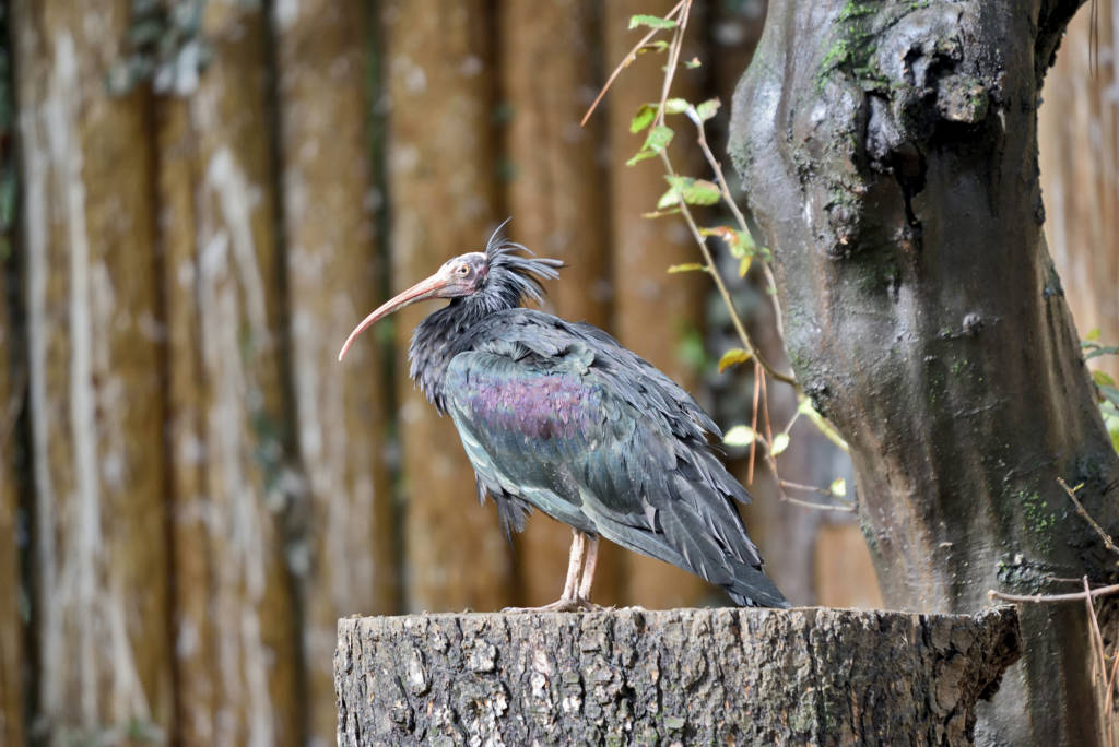 Ibis e cuccioli di tapiro e alpaca alle cornelle