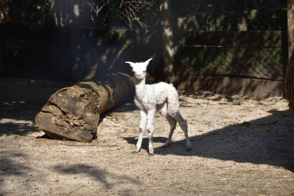 Ibis e cuccioli di tapiro e alpaca alle cornelle
