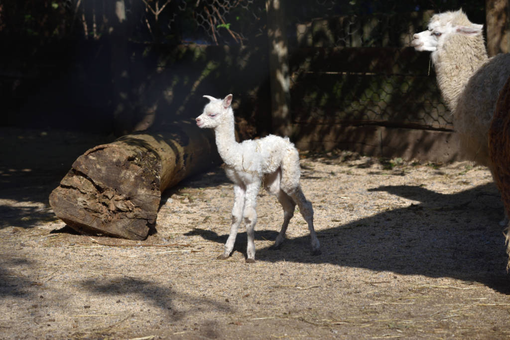 Ibis e cuccioli di tapiro e alpaca alle cornelle