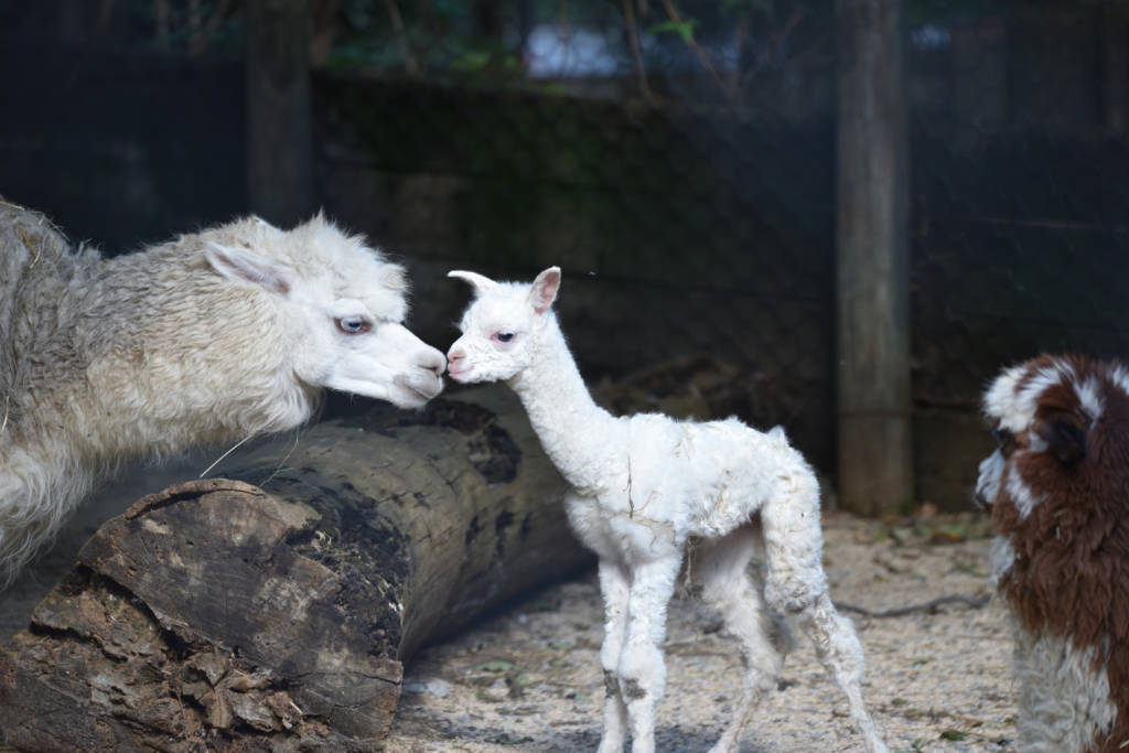 Ibis e cuccioli di tapiro e alpaca alle cornelle