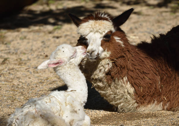 Più ibis e nuovi cuccioli alle Cornelle