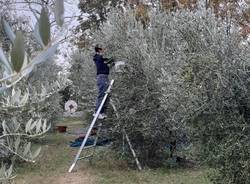 L'abbondante raccolta dell'olio di sant'Imerio