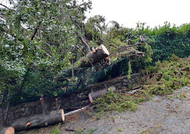 Maltempo: Alberi caduti al Campo dei Fiori