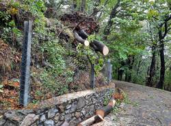 Maltempo: alberi caduti sul campo dei Fiori